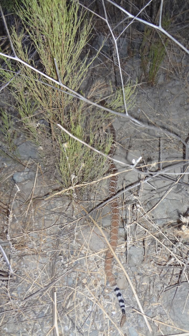 Arizona Gold Prospecting Rattlesnake Safety