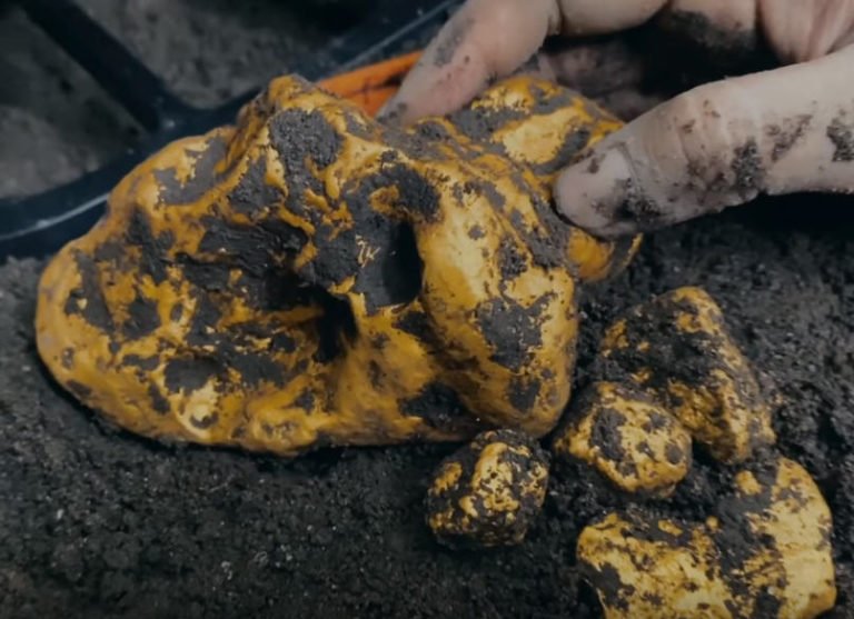 Metal Detecting 522 Grams of GOLD NUGGETS California Gold Rush Miner