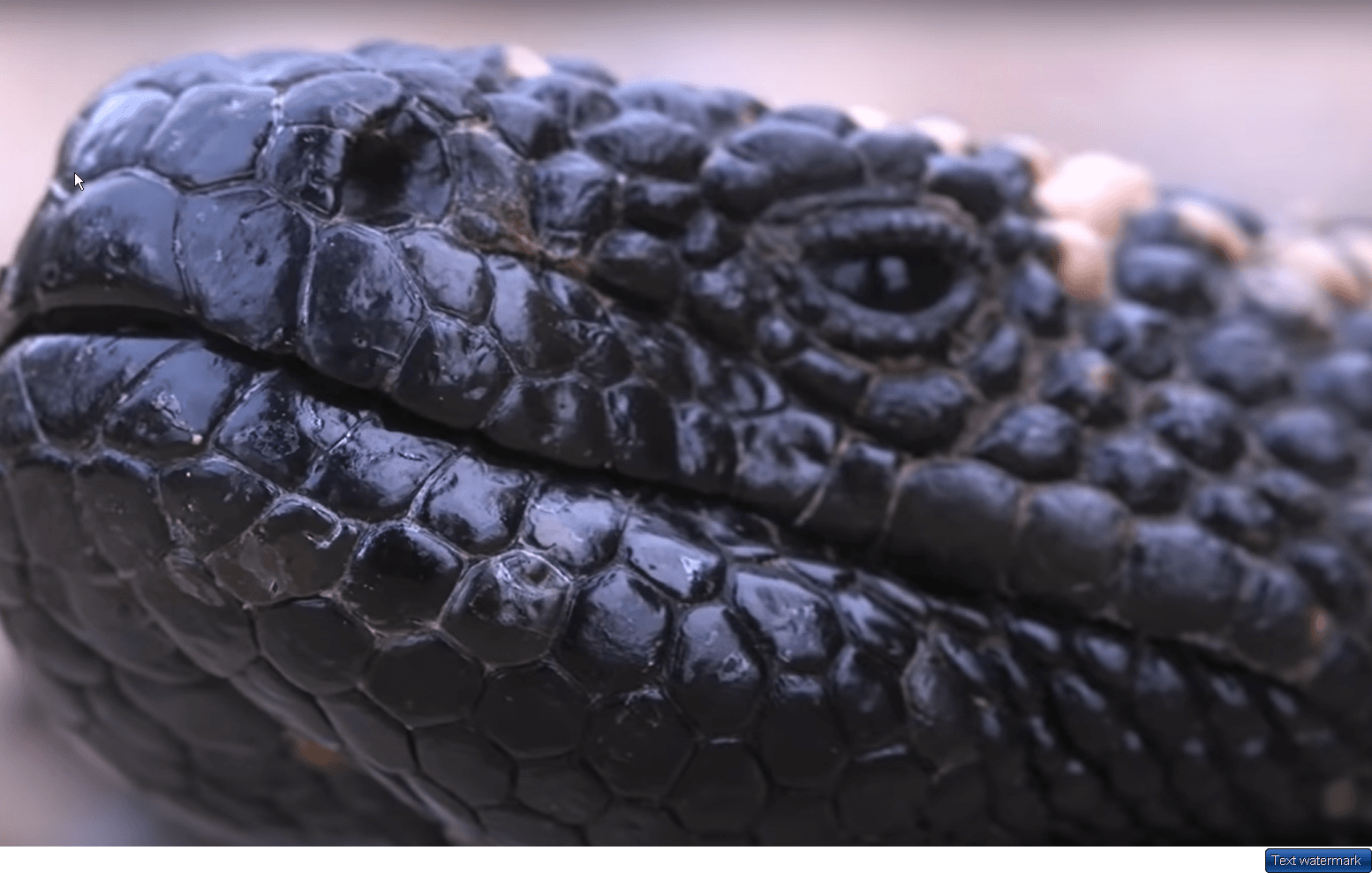 Arizona Gila Monster
